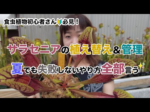 サラセニア、赤いピッチャーの植物 植物