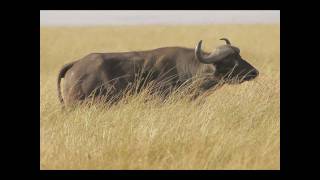 Big Kenny Heart of Africa HD.mov