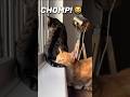 CHOMP Kitty Bites The Others Tail