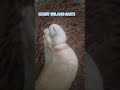Karet Gelang Sakti Short Ytshort
