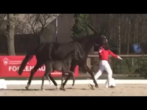 Escamillo x Bordeaux x Sandro Hit stutfohlen