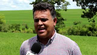 TIFTON 85 - rico em proteina para cria - recreia e produção de leite