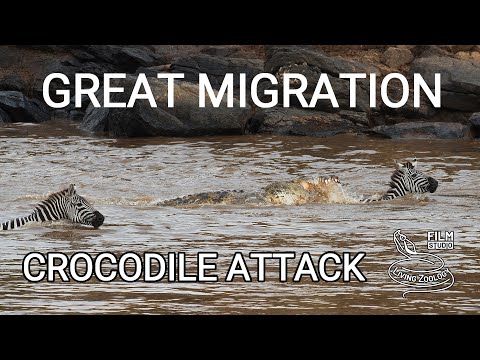 Great migration of wildebeests, Mara river crossing with crocodile attack, wildlife Kenya