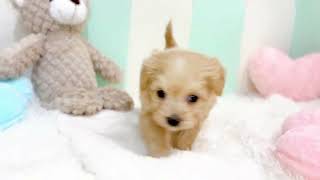 ハーフ犬の動画01