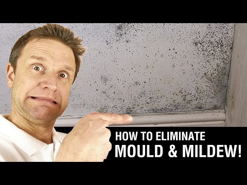image-What does mold look like on your walls?