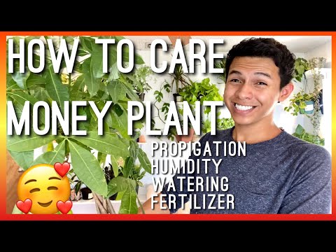 , title : 'HOW TO CARE FOR A  MONEY TREE PLANT! PROPAGATION, WATERING, FERTILIZER, TEMPERATURE & HUMIDITY NEEDS