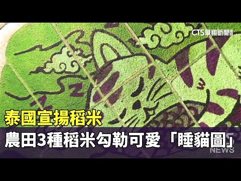 宣揚稻米　泰北農田3種稻米勾勒可愛「睡貓圖」