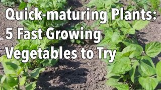 Quick-maturing Plants: 5 Fast Growing Vegetables to Try