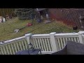 Hawk Attacks Chicken Hawk Captured