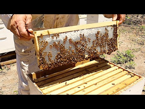 , title : 'Sourwood Honey Flow Update'