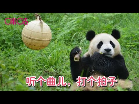 大熊猫听着曲，打着节拍，这国宝熊猫真的太惬意啦！Panda listens to the music.