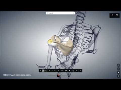 Was passiert, wenn eine Wunde im unteren Rücken oder Ischiasnerv zu tun Welche Volksmittel Knie zu heilen