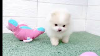 ポメラニアンの動画01