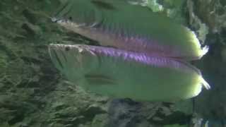 Download lagu Big silver arowana 1.2 meter mp3 Download lagu Big silver arowana 1.2 meter mp3