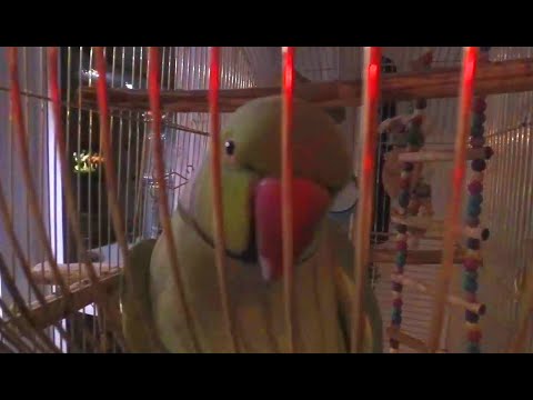 Милый Попугай Гриша и Кучка Йорков / Cute Parrot Grisha and a Bunch of Yorks