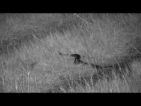 Djuma: Snake in the grass and crosses road-Southern African Python - 01:15 - 03/24/2023