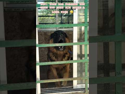 POV: YOUR DOG FORGETS YOU WHEN YOU MEET HIM AFTER A LONG TIME 🥲#germanshepherd #youtubeshorts