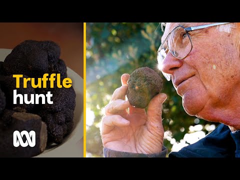 Blue Frog Truffle Farm