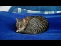 Striped Cat Hissing At Cat