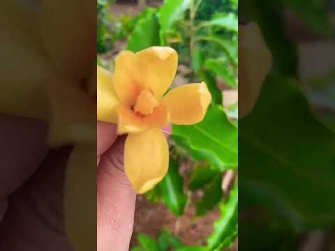 🌼 Swarna champa #son champa #Manglonia Champaca 🥰😍in my garden