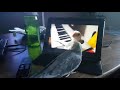 Cockatiel reacts to cockatiel singing totoro