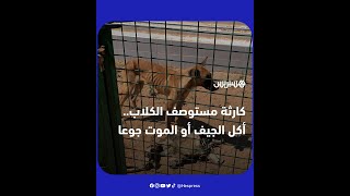 بعد انتشار صور صادمة لـ"مستوصف العرجات".. كلاب جائعة تُترك حتى الموت وأخرى تقتات على جيف بعضها thumbnail