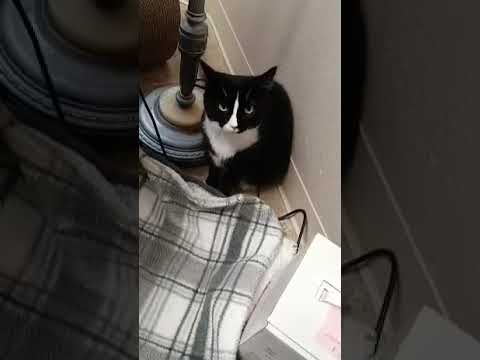 Naomi Zee, an adopted Domestic Short Hair in Fountain Hills, AZ_image-1