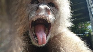 Monkeys are soooo clever