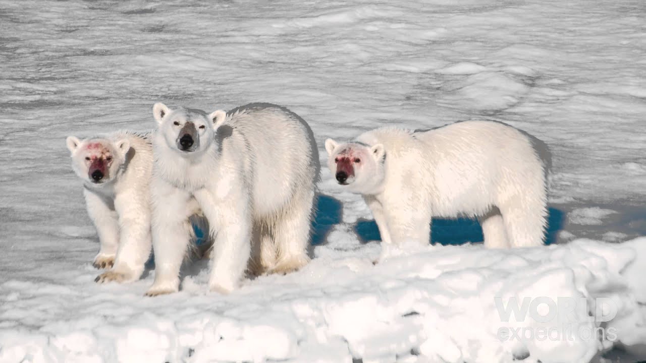 Jewels Of The Arctic with World Expeditions