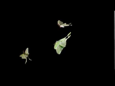 Luna Moth (Actias luna) 1500fps flight