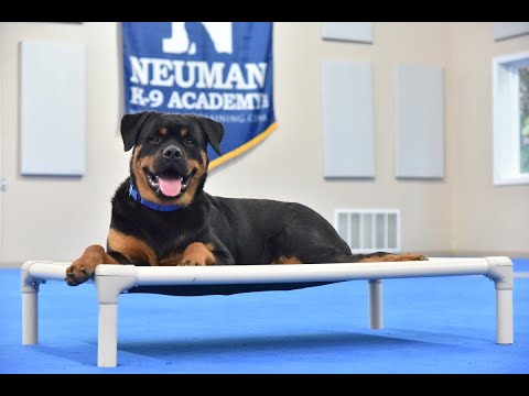 Ryker (Rottweiler) Puppy Camp Dog Training Video Demonstration