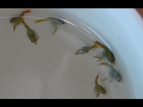 Zoea larvae of European lobster (Homarus gammarus) / Europäischer Hummer Zoea Larven