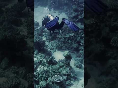 Scuba diver doing the frog kick #7