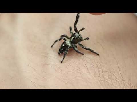 Spiders are misunderstood and that should change. Just look at it.