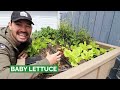 5 Fast Growing Veggies You Can Harvest in Under 1 Month