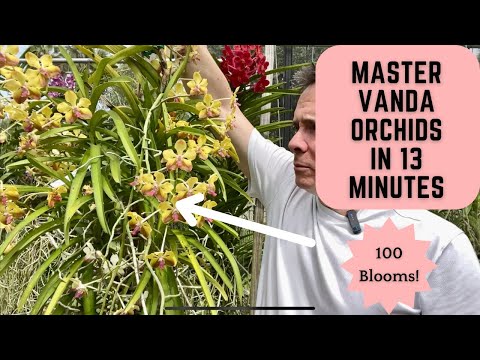 Master Vanda Orchids in 13 Minutes