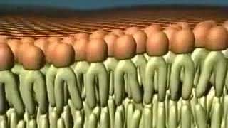 Biological Physics   Fluid Mosaic Model   Facilitated Diffusion   Biological Membranes