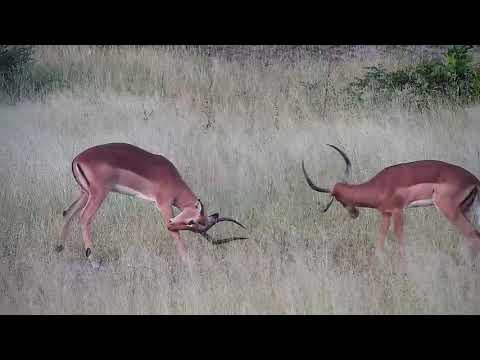 Djuma: Impala rams sparring - 06:06 - 04/05/19