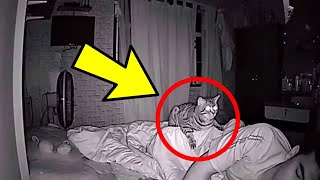 Cat Wont Stop Staring At Dad All Night, Dad Checks Video And Realizes Why