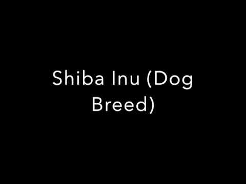 How To Pronounce Shiba Inu