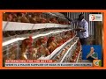 How Hesbon Were Found Solace In Chicken Farming After Being Retrenched From A Kenyan Parastatal