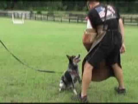 Iron Dog Schutzhund Club - Jack Attack!