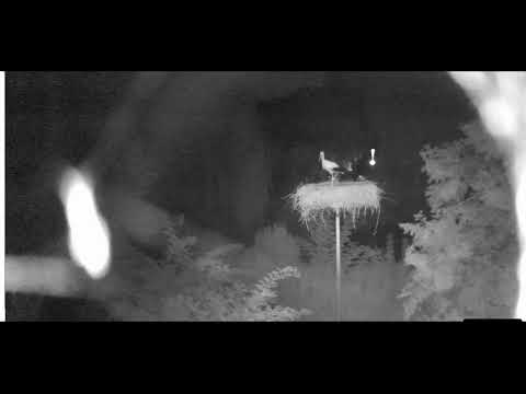 Vogelpark Bobenheim Roxheim, D  gólyák/stork    2022.08.26.