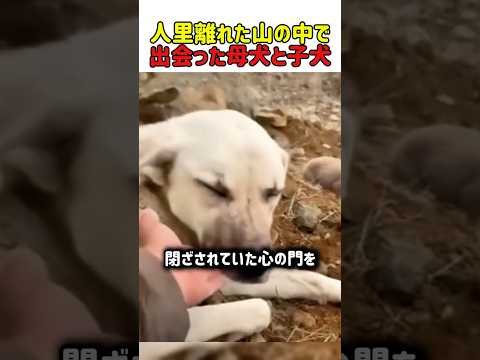 【感動】「信じてもいいの？」道路を彷徨う犬の親子。男性の真の思いやりが溶かした、母犬の孤独な心  #いぬ #犬 #犬動画 #犬の親子 #感動 #保護犬 #動物の愛情 #心の交流 #思いやり