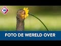 Eekhoornfoto van visboer Dick gaat de hele wereld over - OMROEP WEST