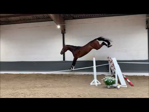 STRUPPI 3j. v. Szenario - Contendro VB 18.000 Euro