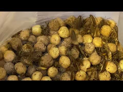 Cereal Loaded with Cockroaches in Brick, NJ