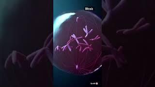 Mitosis 3D Animation | Cell Cycle And Division #Neet #biology