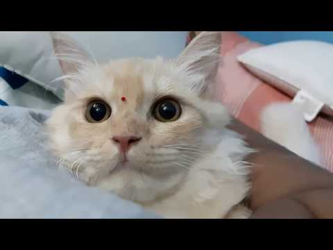 Fairy is sleeping with daddy and her tantrums | pampering child | most beautiful face |