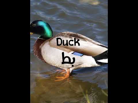 اسماء الطيور بالانجليزي مع الصور